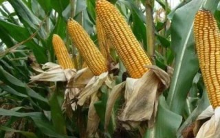 荃玉2000玉米種子介紹，大喇叭口期注意防治玉米螟