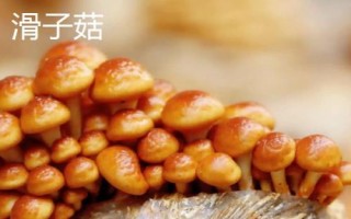 南方適合種植哪些菇類，竹蓀、黑木耳、草菇等