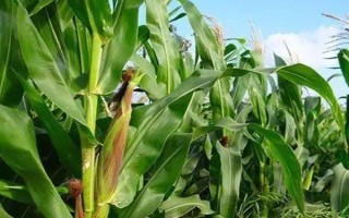 華邦868玉米品種的特性，高抗黑粉病
