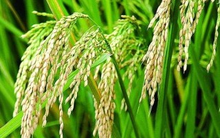 博Ⅱ優(yōu)312水稻種子特征特性，中抗白葉枯?。áば途?～3級(jí)