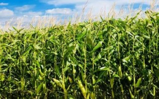 米多11玉米種子簡(jiǎn)介，4月下旬5月上旬播種
