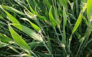 山農(nóng)64小麥種子特點，適宜播期10月上旬