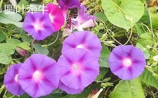 牽?；ǖ暮喗椋瑢儆谝荒晟p繞草本植物