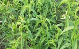 冰糖蜜桃苗的價(jià)格，在2-6元一株左右