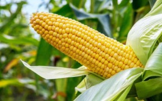 華金甜2號玉米種子介紹，中抗小斑病