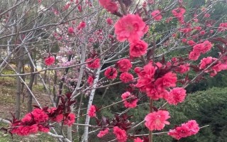 現在種植什么樹能賺錢，可種植彩葉樹種、喬木類等