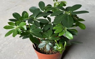 鵝掌木怎么養(yǎng)，每隔5-10天給植株澆水一次