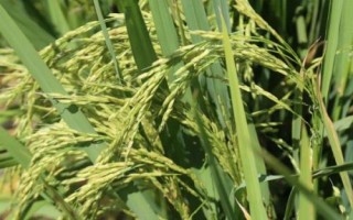 爽兩優(yōu)美占水稻種簡介，全生育期133.7天