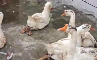 殺鵝如何脫毛，燙毛時(shí)逆著毛渣輕輕的將熱水浸透鵝毛