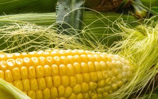 粵甜808玉米種子特征特性，秋植生育期78天