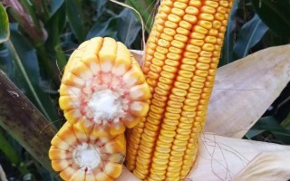 登峰101玉米種子特征特性，注意防治病蟲害