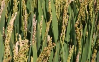 碩兩優(yōu)5號(hào)水稻種簡(jiǎn)介，秈型兩系雜交水稻品種