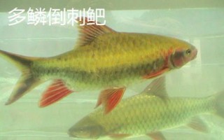 中華倒刺鲃與光倒刺鲃?dòng)惺裁磪^(qū)別，中華倒刺鲃的體態(tài)近似鯉魚(yú)
