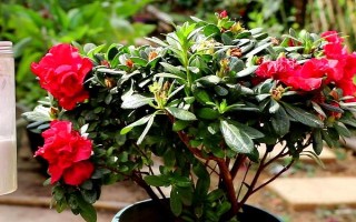 北方如何養(yǎng)好杜鵑花，首先一定要使用松軟肥厚的土壤