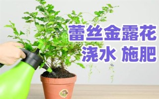 蕾絲金露花冬季耐寒溫度，可以忍耐零下4℃的低溫