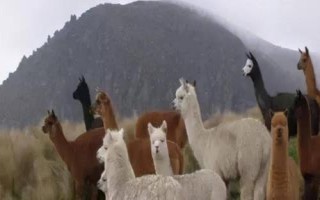 羊駝的壽命，最好飼養(yǎng)兩只以上