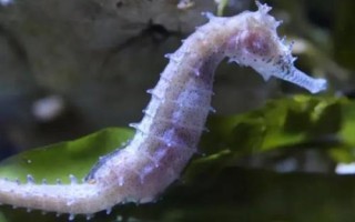 10種動(dòng)物的繁殖方式，不同種類的繁殖方式各有差異
