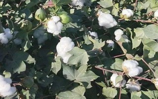棉花的整枝技巧，包括常規(guī)整枝、免整枝和簡化整枝等