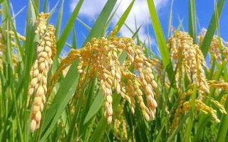 新兩優(yōu)6380水稻種子特征特性，一般5月上旬播種