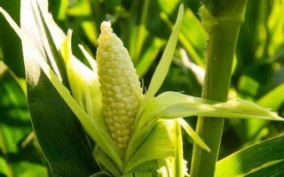 海禾111玉米品種簡介，中抗莖基腐?。?-5級）