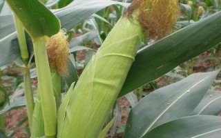 金玉358玉米種子特點，適宜密度為每畝5000株左右