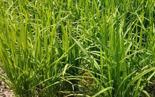 荃優(yōu)絲苗水稻種子特點，全生育期136.3天