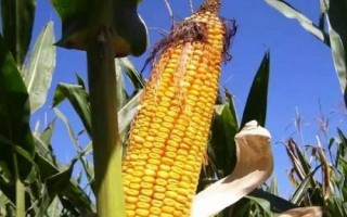 云甜玉12號玉米種子特征特性，種植密度在3300株左右為宜