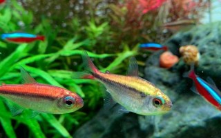 熱帶魚水渾濁怎么辦，需要給它適當(dāng)換水