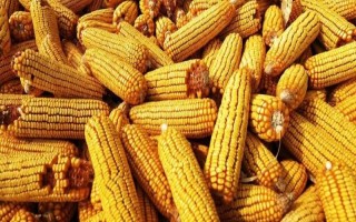 裕單171（區(qū)試名稱：裕豐171）玉米品種的特性，播種前整地