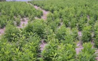 種植中藥材一年畝收入幾萬塊是否屬實，具有成功案例但只是少數(shù)情況
