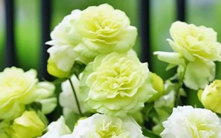 秋季適合種哪些花，可以種菊花、桂花、蝴蝶蘭等