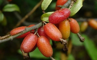 木半夏與胡頹子有什么區(qū)別，植物類型、葉片、花朵等方面均不同
