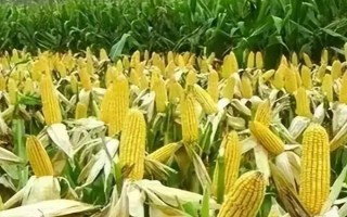 彩椒是不是轉(zhuǎn)基因食品，不是轉(zhuǎn)基因食品