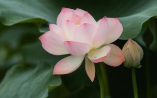盛開的荷花與什么相似，看起來就像一個(gè)彩燈