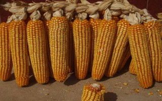 沈禾201玉米種子特征特性，注意防治大斑病