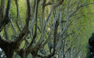 現在種植什么樹能賺錢，可種植彩葉樹種、喬木類等
