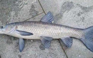 青魚吃什么食物，幼魚階段吃浮游動物