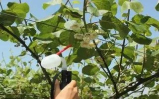 獼猴桃為何要人工授粉以及具體方法，雌雄花朵要相互傳粉才能結(jié)果