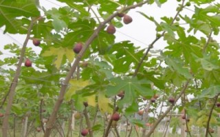無(wú)花果的種植技術(shù)，可扦插、壓條或分株繁殖