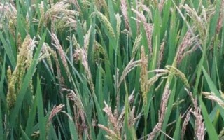 隆兩優(yōu)3703水稻種子特點(diǎn)，每畝插足基本苗6萬以上
