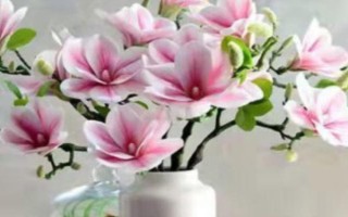 玉蘭花的水培方法，水培前需先進(jìn)行脫盆處理