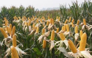 甘墾95玉米種簡介，種植密度每畝4500株