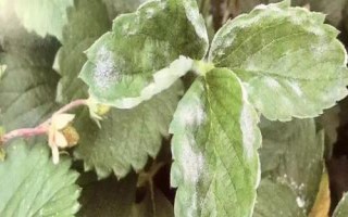 怎么治療草莓白粉病，發(fā)病后可噴施醚菌酯等藥劑