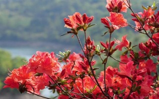 杜鵑花的家庭養(yǎng)法，春秋季通常2-3天可澆1次水