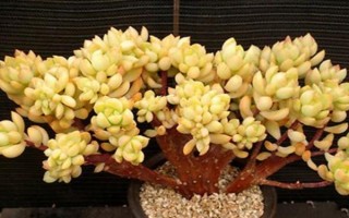 黃麗的栽培技術(shù)，生長(zhǎng)適溫為15-28℃左右