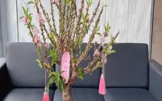 蟠桃樹盆栽能在室內栽嗎，可以但是不推薦
