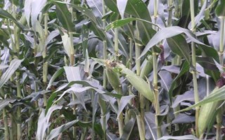 粵甜16號(hào)玉米種子簡(jiǎn)介，秋植全生育期75~78天
