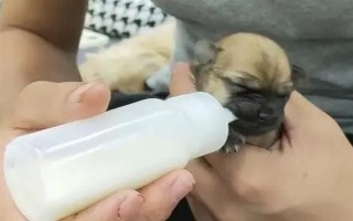 幼犬30天斷奶后吃什么東西，建議喂食寵物專用的羊奶粉