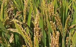 光明糯6號水稻種子簡介，常規(guī)粳型糯稻品種