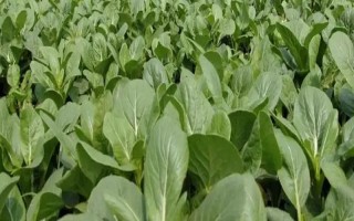 蔬菜連作的危害，可能導(dǎo)致病蟲(chóng)害加重或土壤次生鹽漬化等